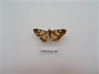 藏品(尺蛾170)的圖片